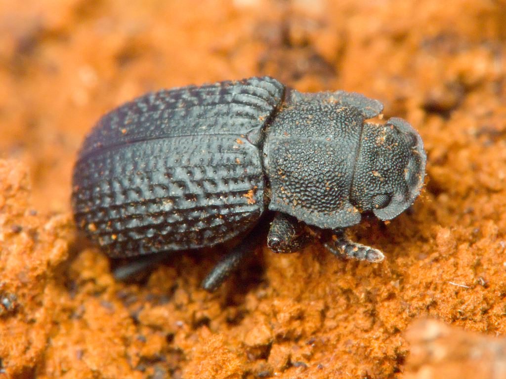 Bolitophagus reticulatus (Linnaeus, 1767)
